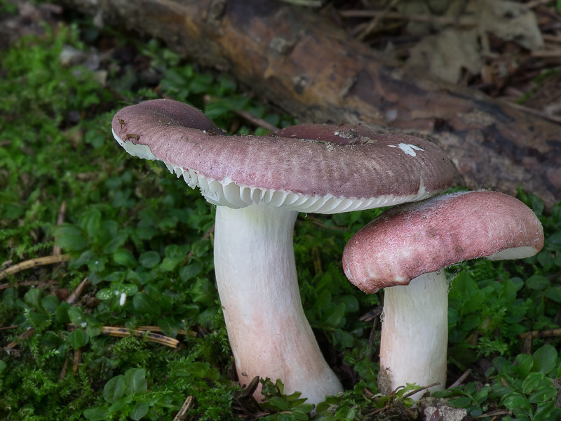 Russula violacea